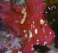 Leaf Scorpionfish-
Solomon Islands Nikon 8008 w 60mm Mic... by Paul Waldeck 